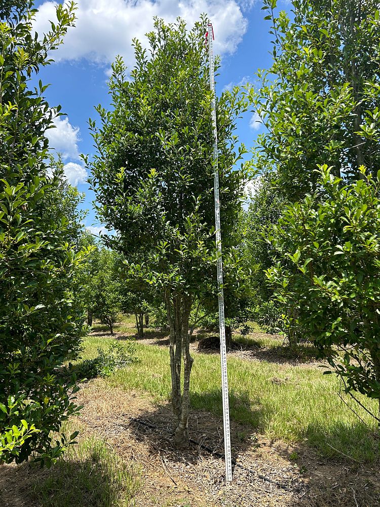 ilex-x-attenuata-savannah-holly