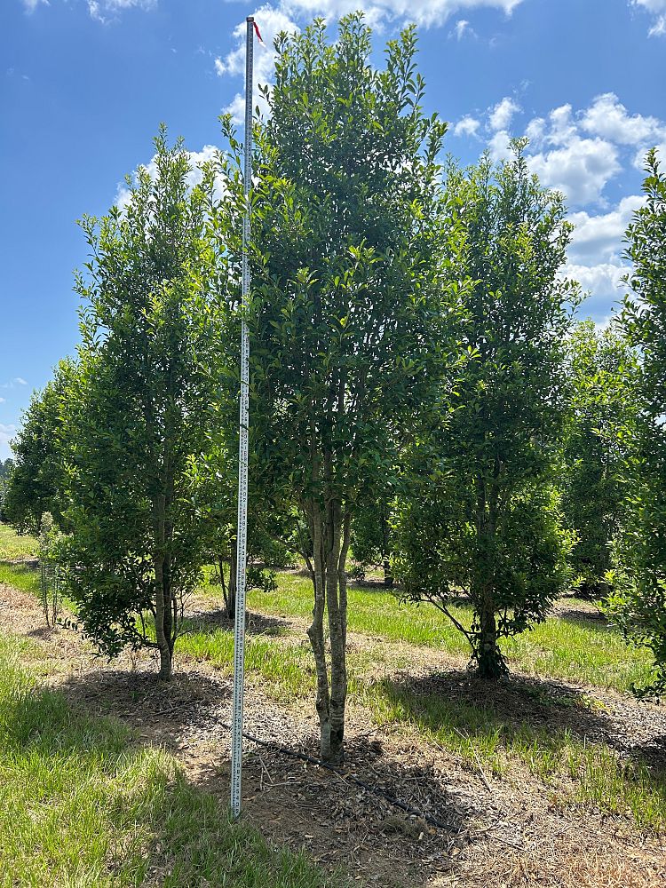ilex-x-attenuata-savannah-holly