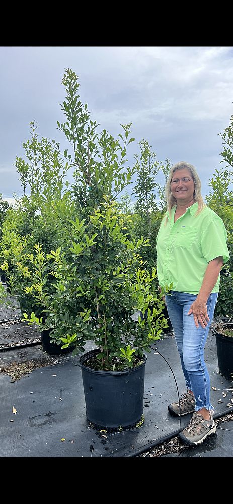ilex-x-attenuata-savannah-holly