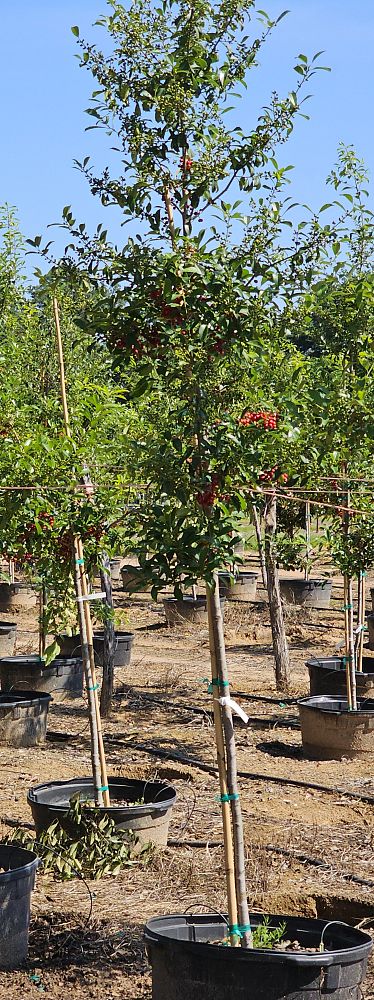 ilex-x-attenuata-savannah-holly