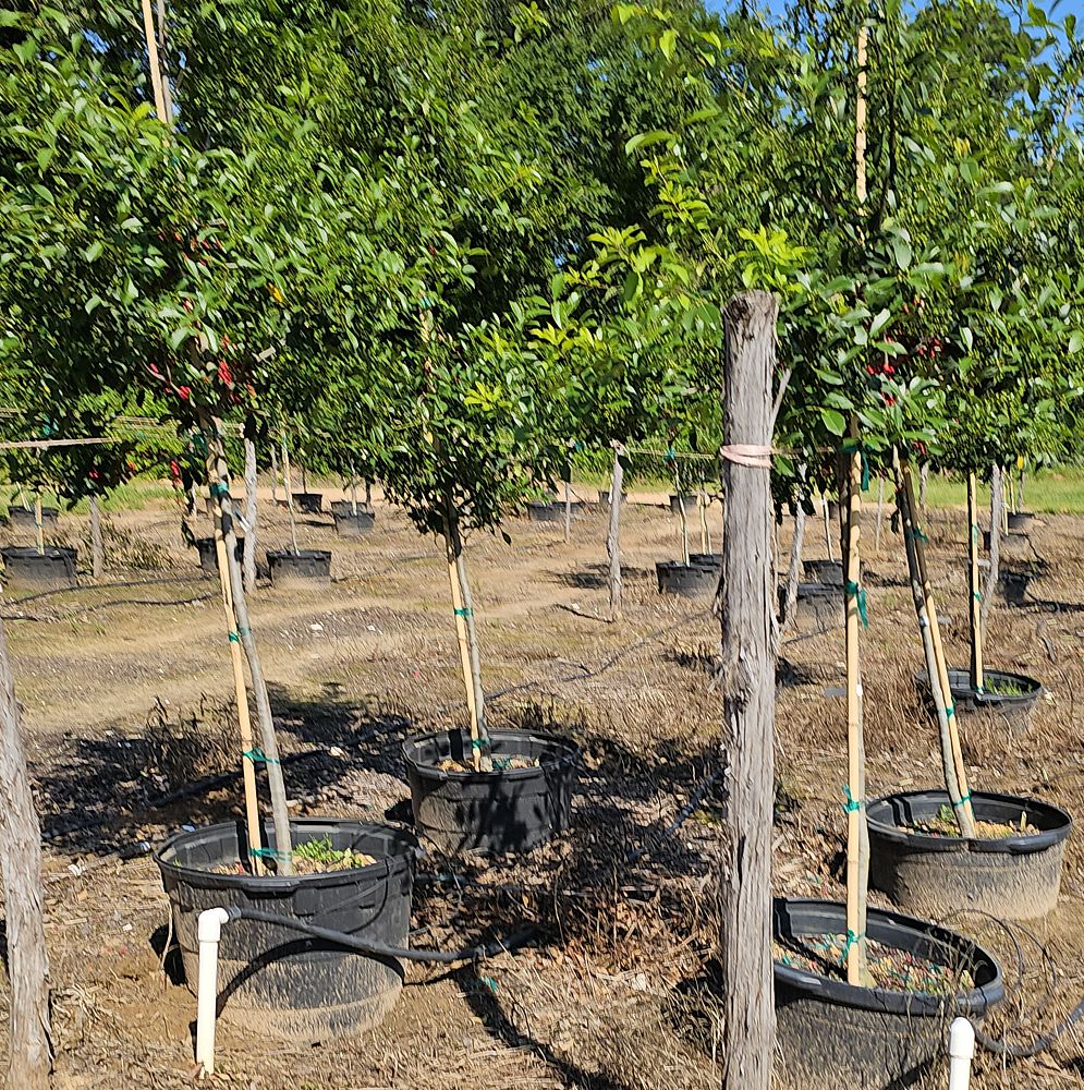 ilex-x-attenuata-savannah-holly