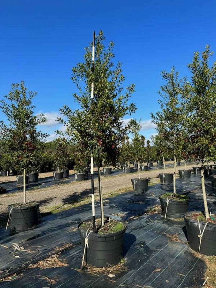 ilex-x-attenuata-savannah-holly