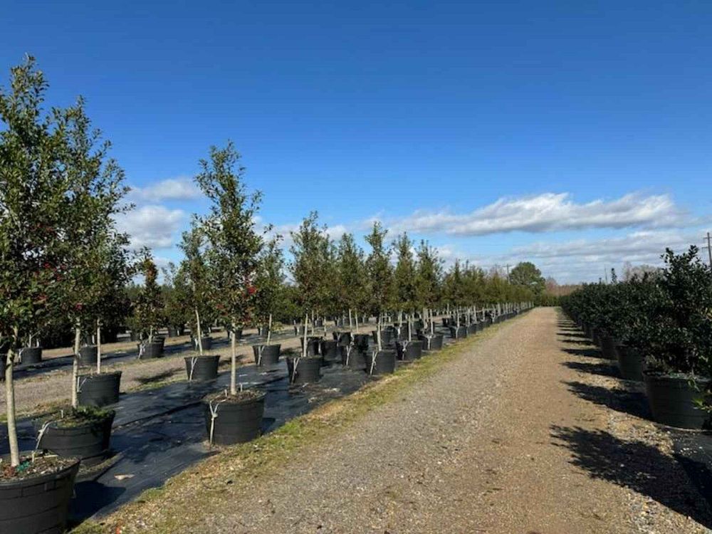ilex-x-attenuata-savannah-holly