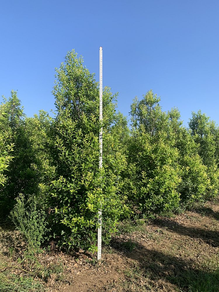 ilex-x-attenuata-savannah-holly