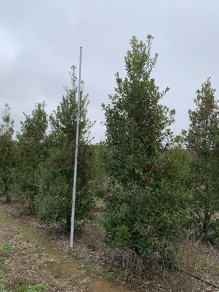 ilex-x-attenuata-savannah-holly