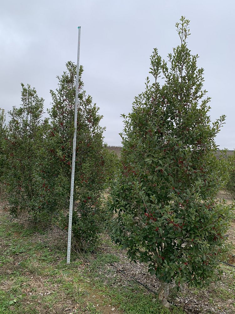 ilex-x-attenuata-savannah-holly