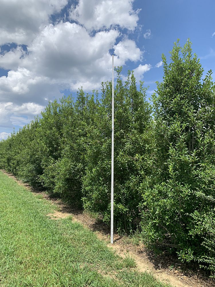 ilex-x-attenuata-savannah-holly
