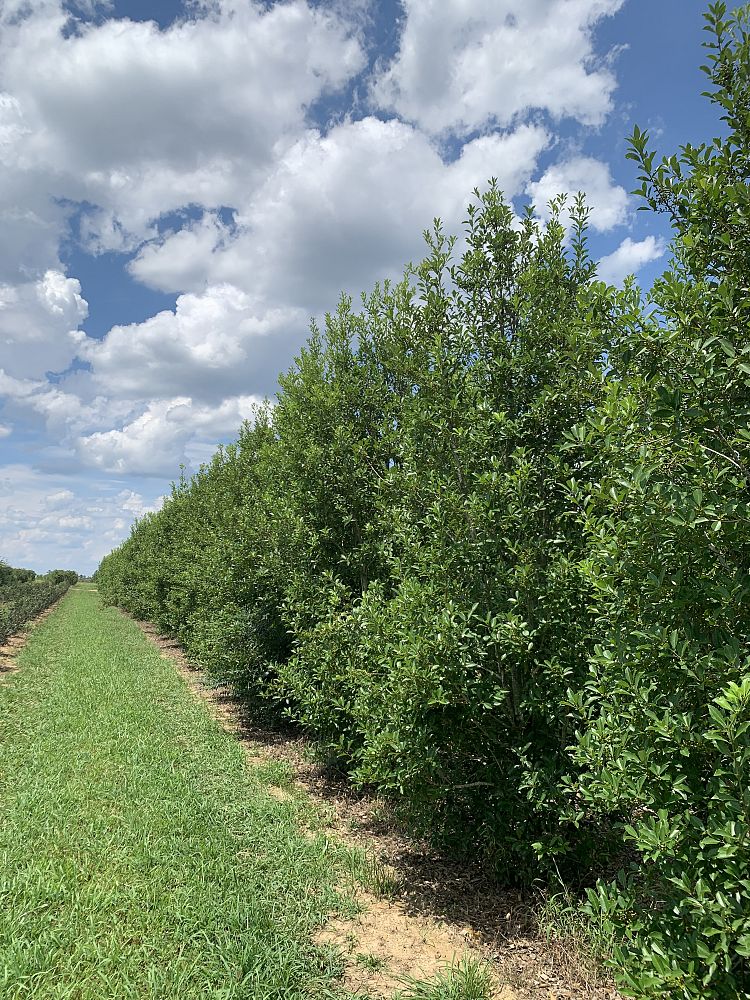 ilex-x-attenuata-savannah-holly