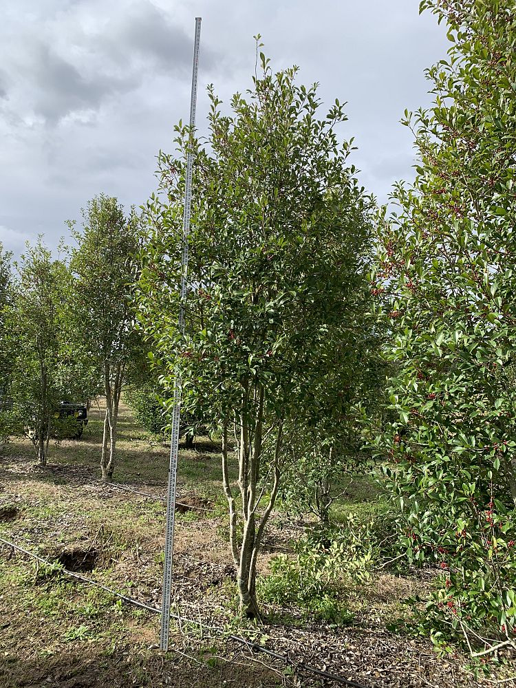 ilex-x-attenuata-savannah-holly
