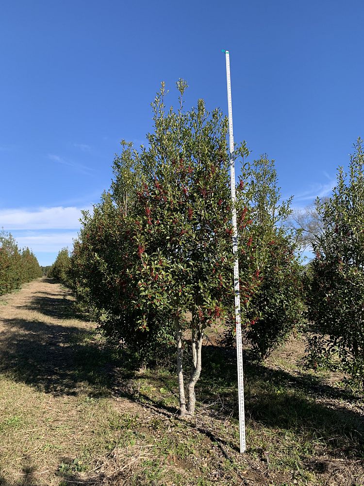 ilex-x-attenuata-savannah-holly