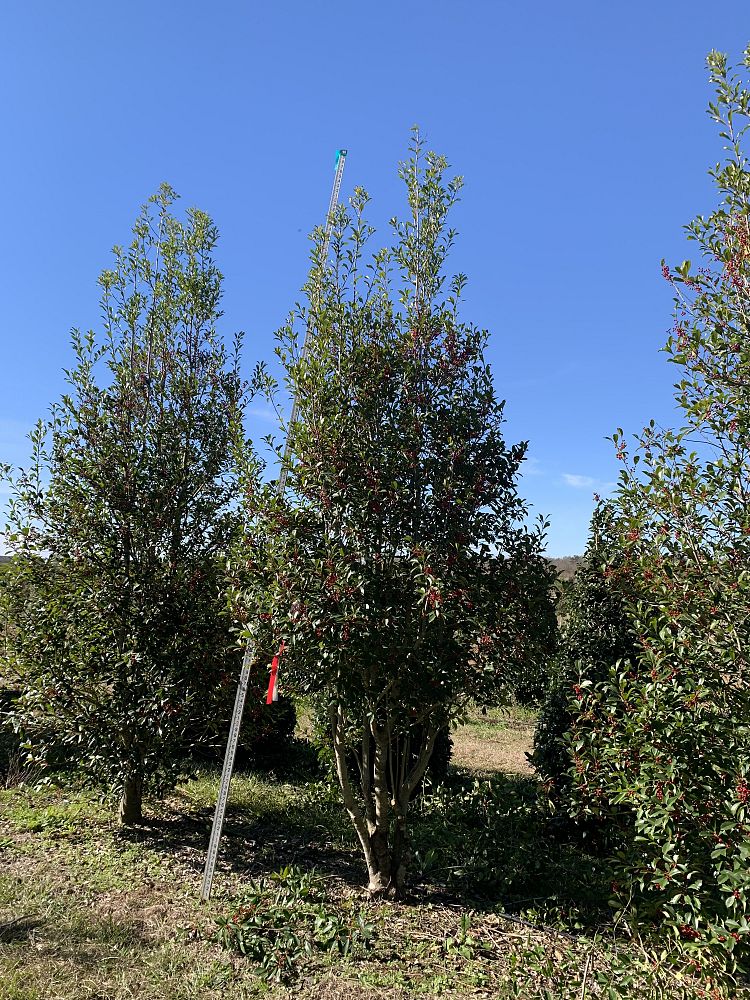 ilex-x-attenuata-savannah-holly
