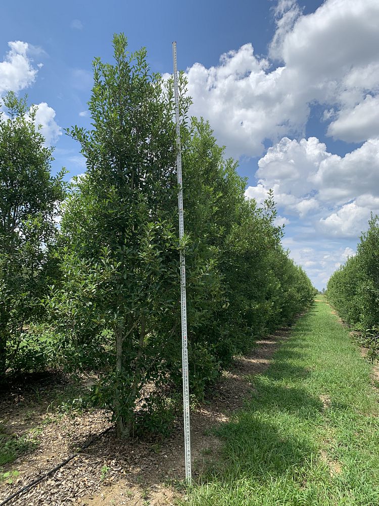 ilex-x-attenuata-savannah-holly