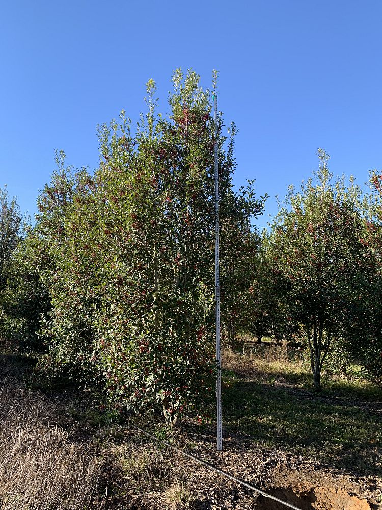 ilex-x-attenuata-savannah-holly