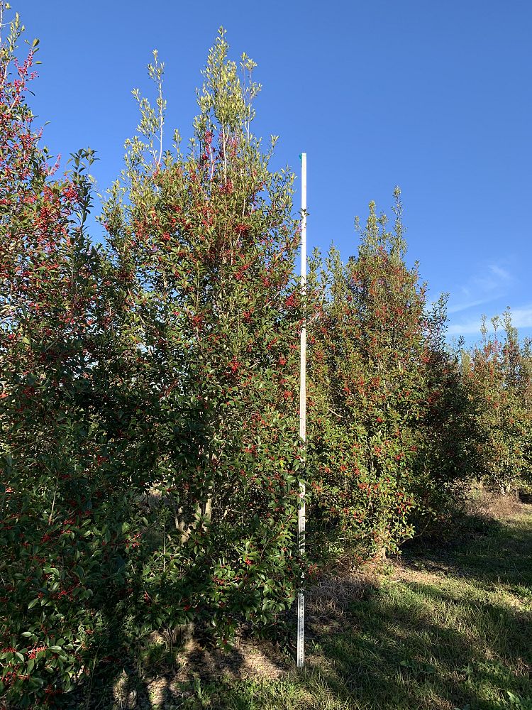 ilex-x-attenuata-savannah-holly