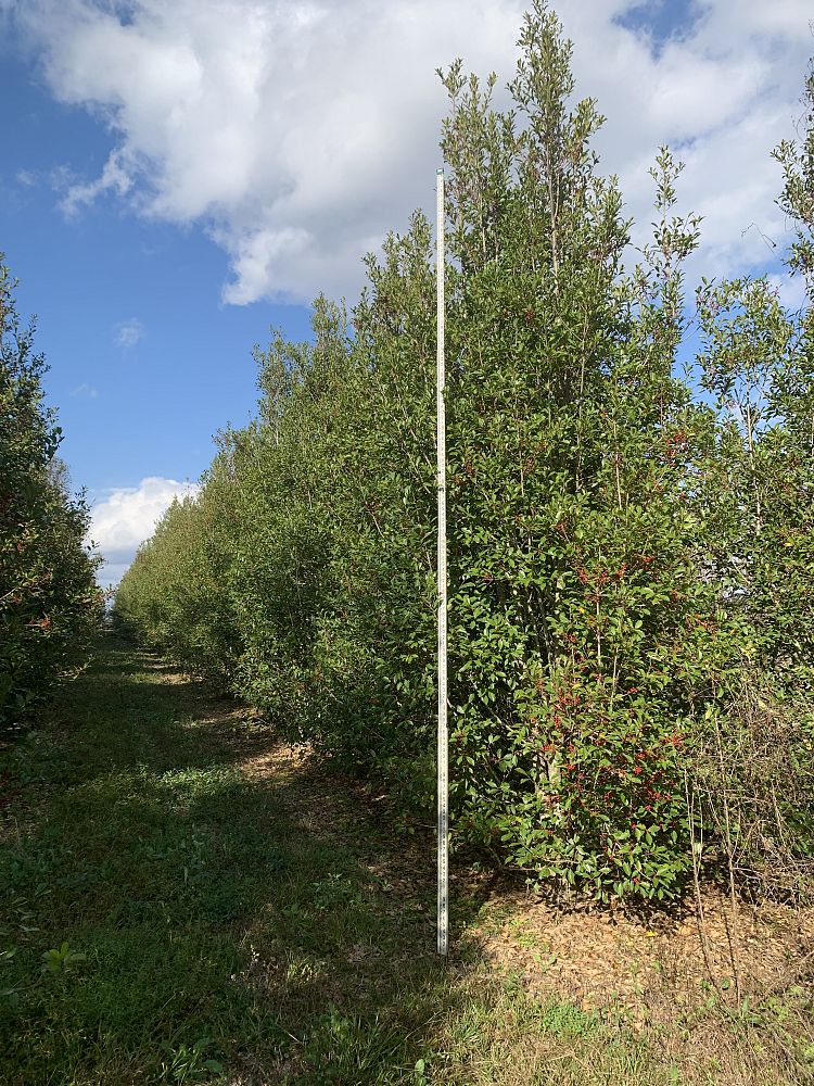 ilex-x-attenuata-savannah-holly