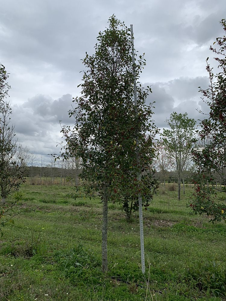 ilex-x-attenuata-savannah-holly