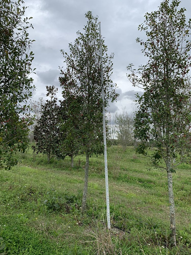 ilex-x-attenuata-savannah-holly