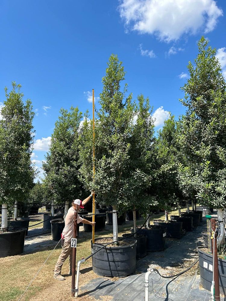 ilex-x-attenuata-savannah-holly