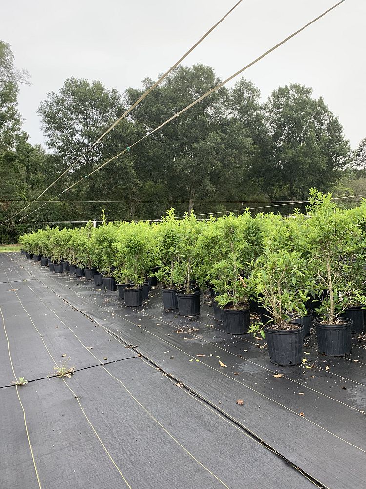 ilex-x-attenuata-savannah-holly