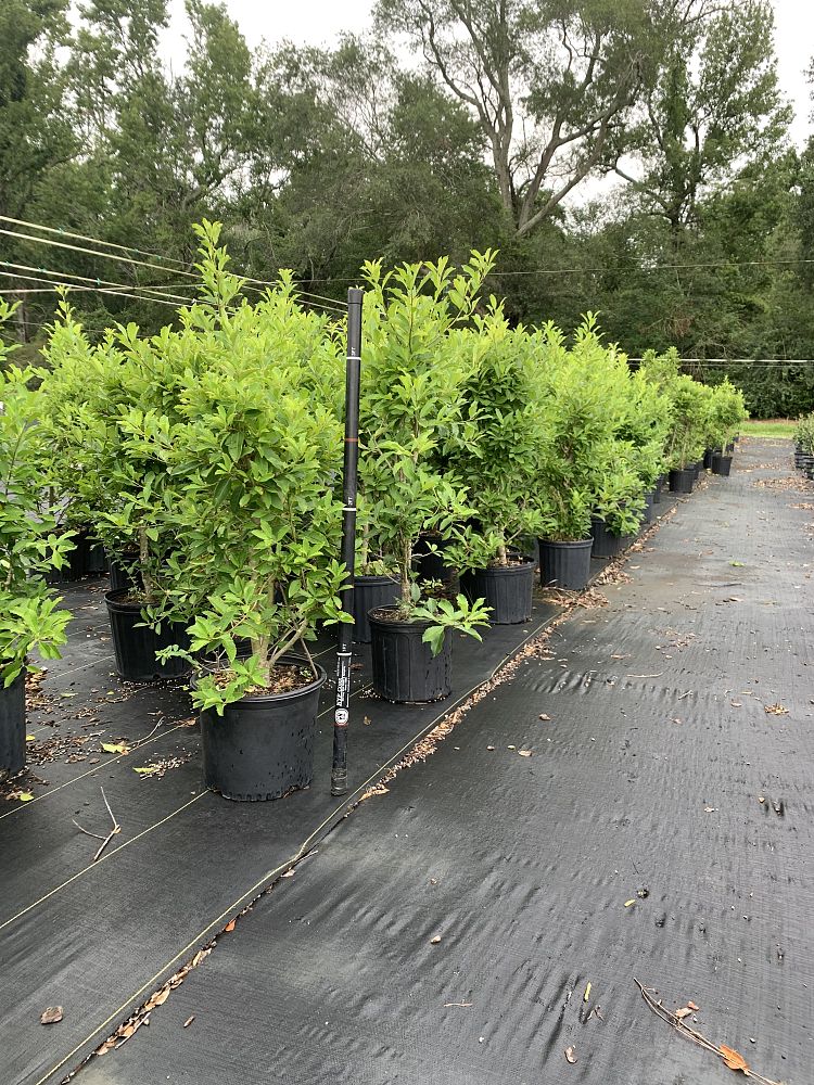 ilex-x-attenuata-savannah-holly