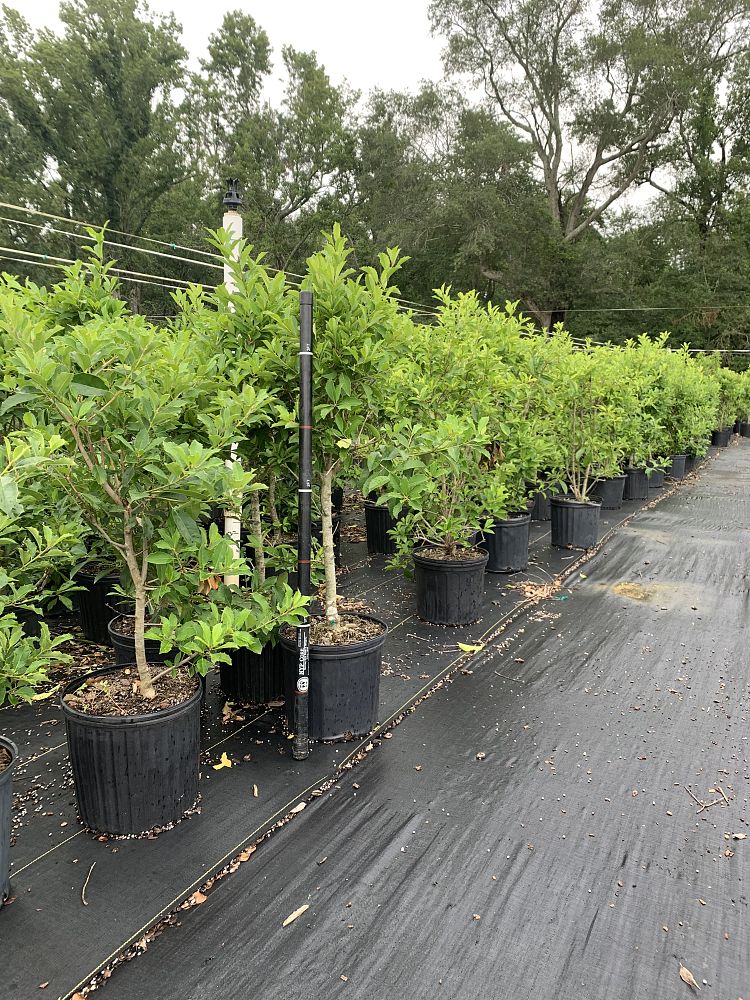 ilex-x-attenuata-savannah-holly