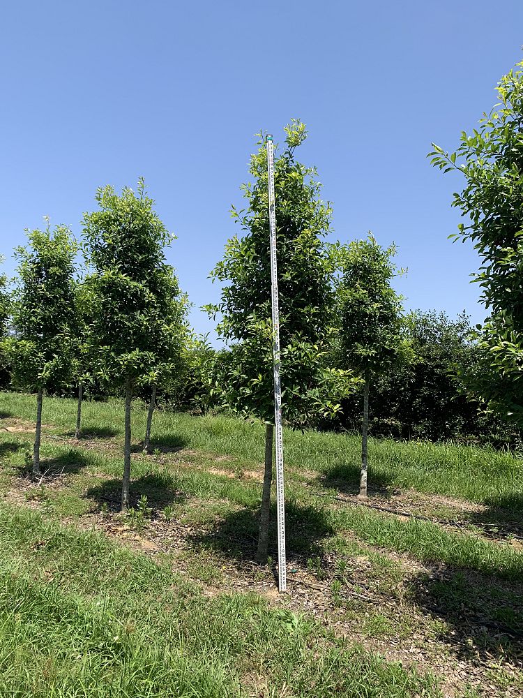 ilex-x-attenuata-savannah-holly