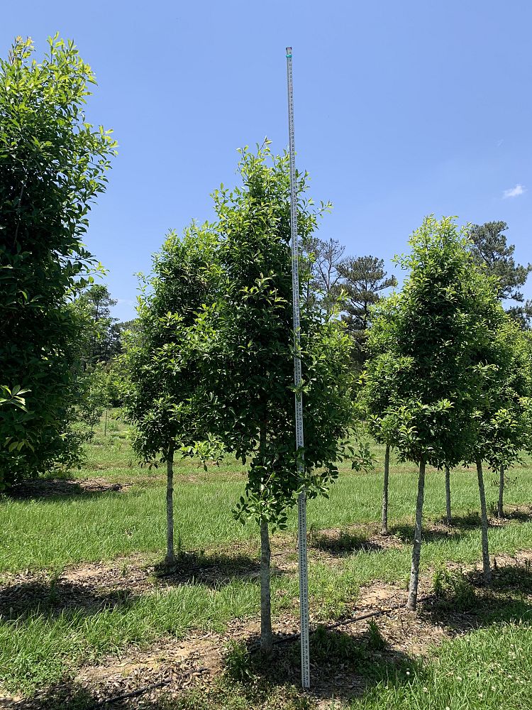 ilex-x-attenuata-savannah-holly