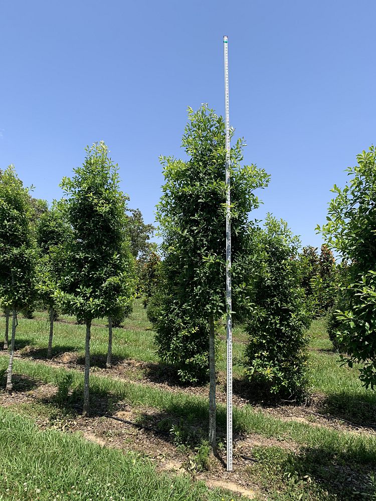 ilex-x-attenuata-savannah-holly