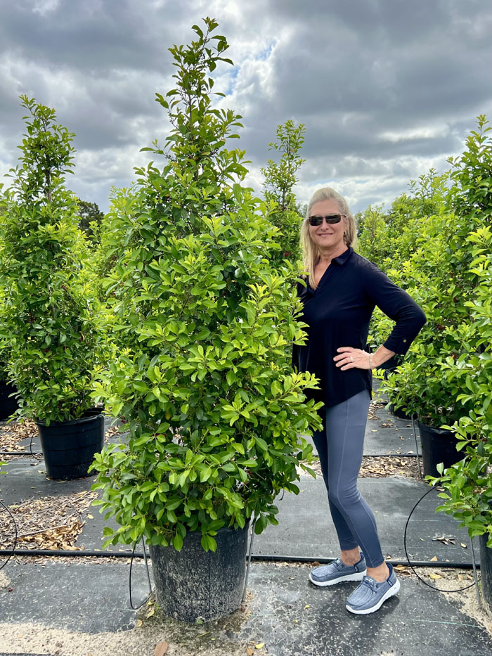 ilex-x-attenuata-savannah-holly