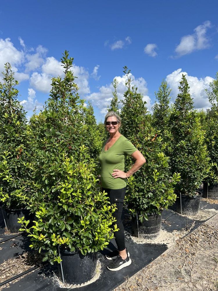 ilex-x-attenuata-savannah-holly