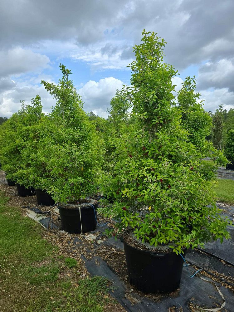 ilex-x-attenuata-savannah-holly