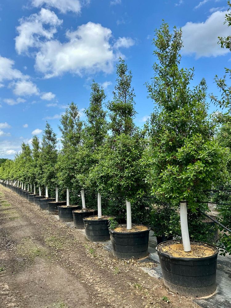 ilex-x-attenuata-savannah-holly