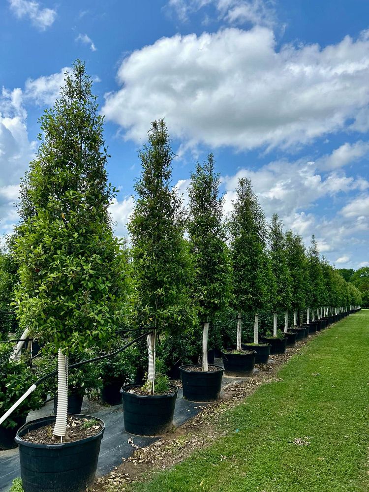 ilex-x-attenuata-savannah-holly