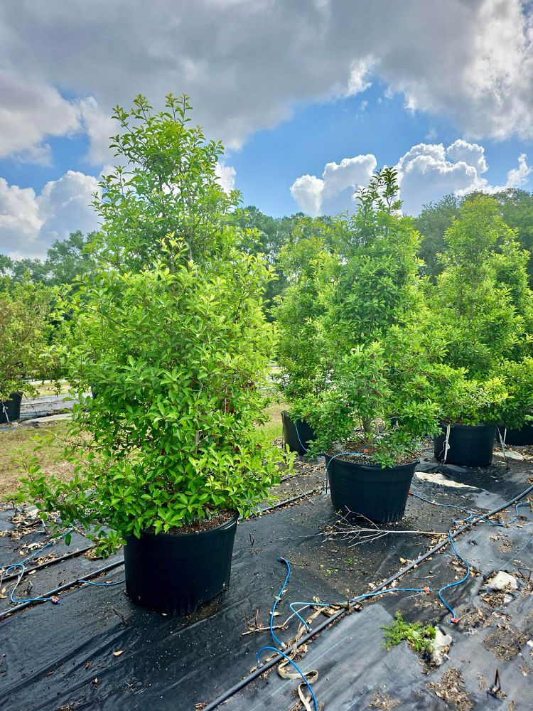 ilex-x-attenuata-savannah-holly