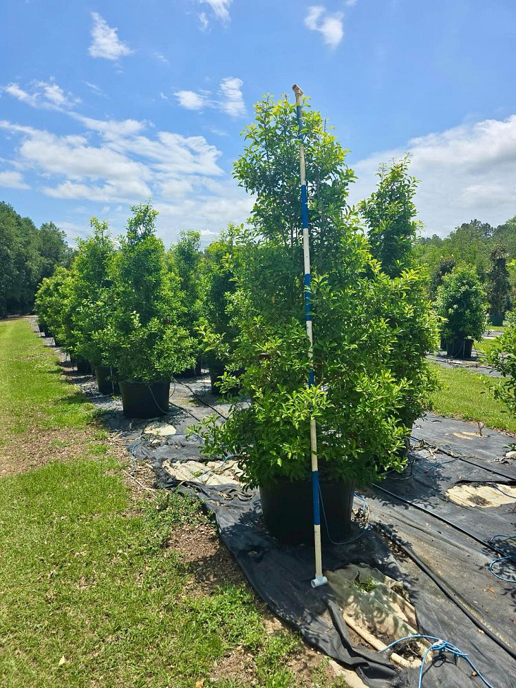 ilex-x-attenuata-savannah-holly