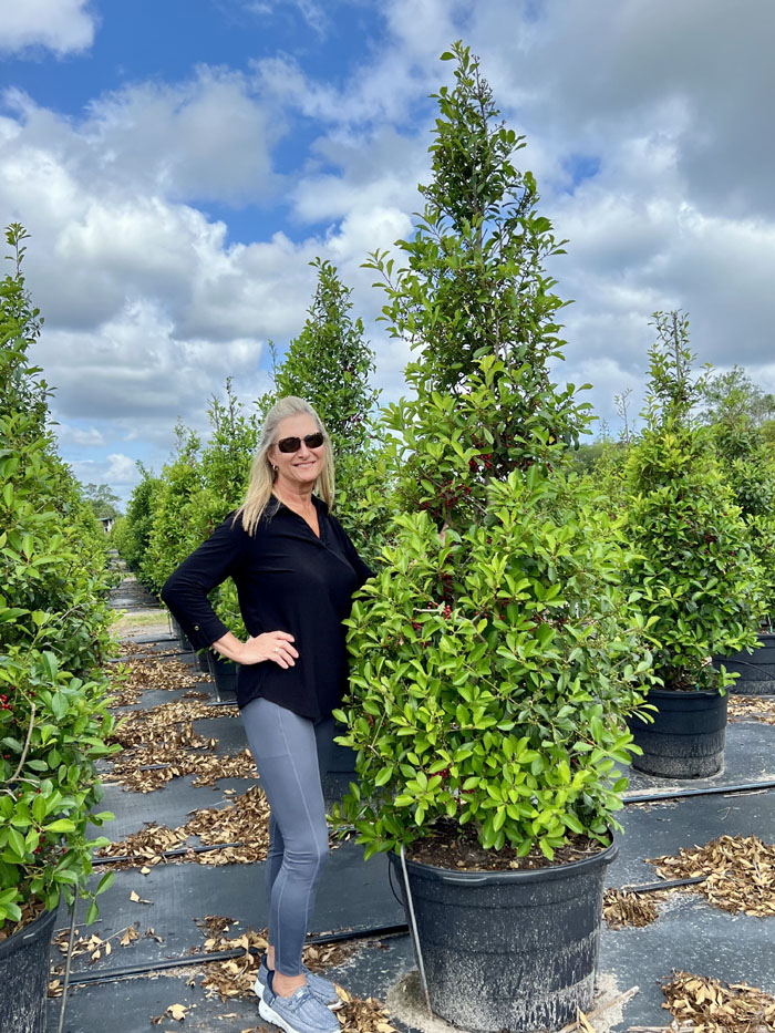 ilex-x-attenuata-savannah-holly