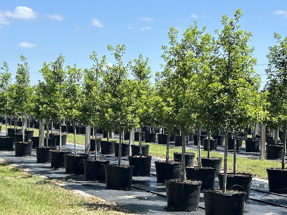 ilex-x-attenuata-savannah-holly