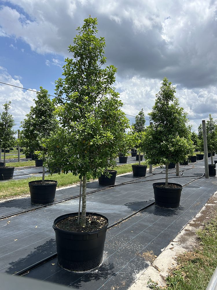 ilex-x-attenuata-savannah-holly
