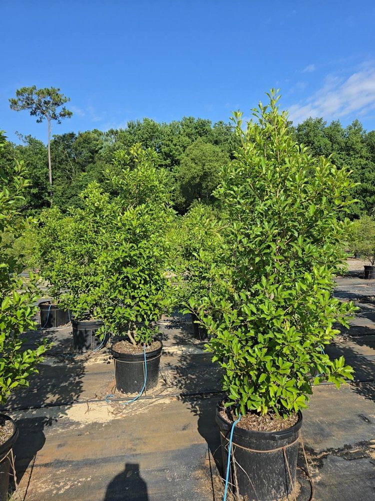 ilex-x-attenuata-savannah-holly