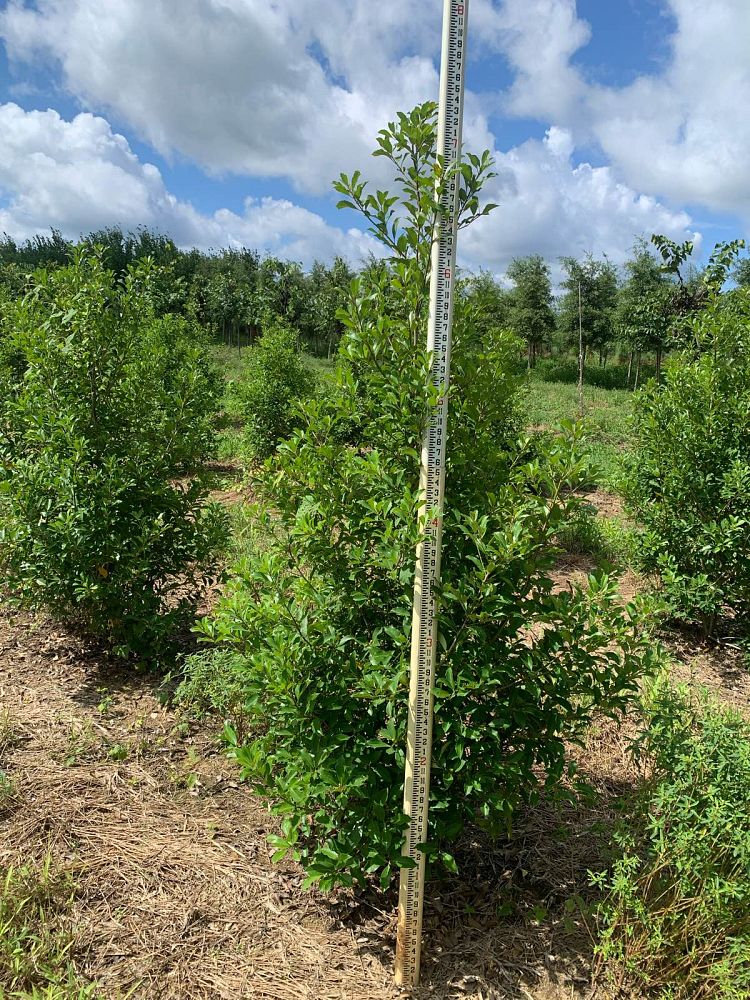ilex-x-attenuata-savannah-holly