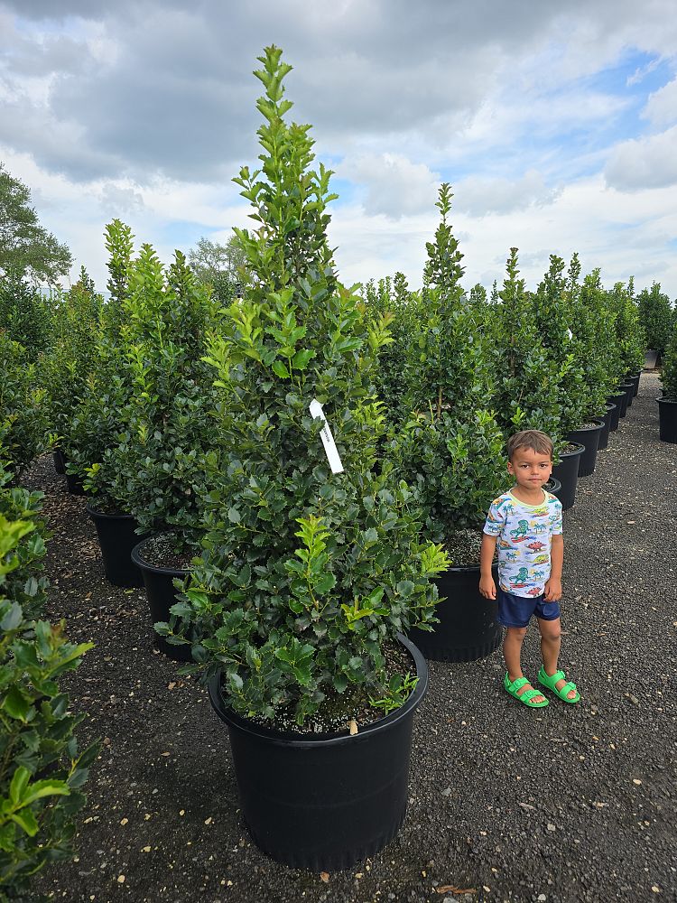 ilex-x-en-6-ppaf-monarch-holly