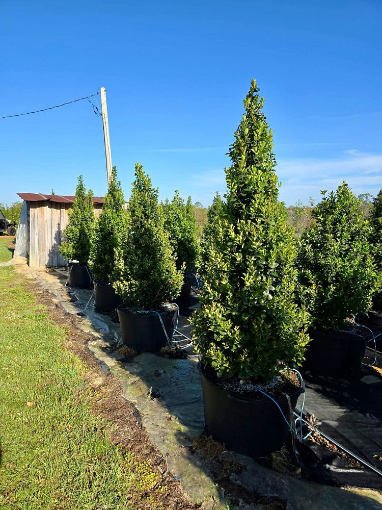 ilex-x-en-6-ppaf-monarch-holly