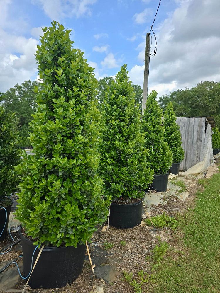 ilex-x-en-6-ppaf-monarch-holly