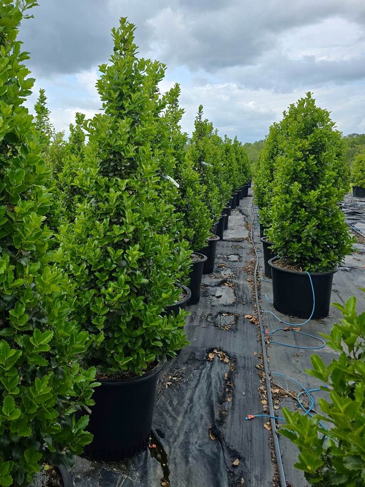 ilex-x-en-6-ppaf-monarch-holly