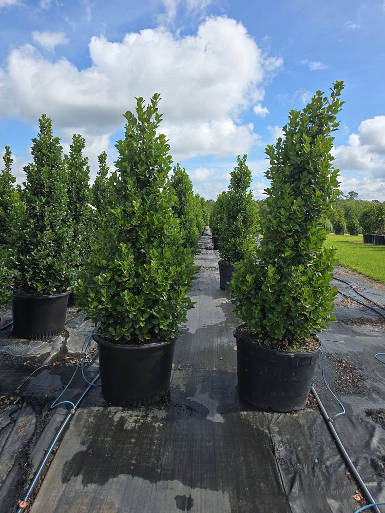 ilex-x-en-6-ppaf-monarch-holly