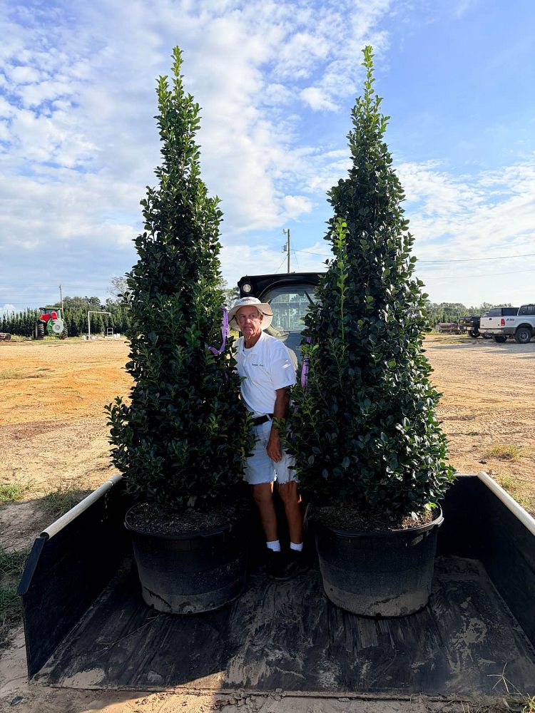 ilex-x-en-6-ppaf-monarch-holly