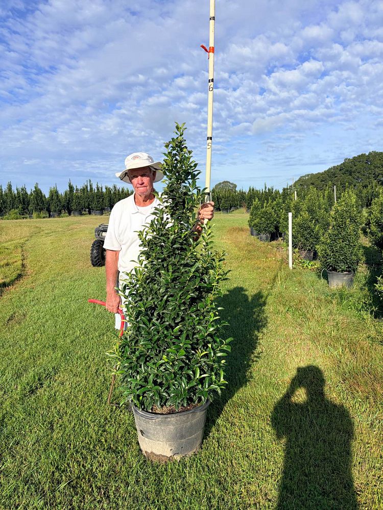 ilex-x-en-7-ppaf-crown-point-holly