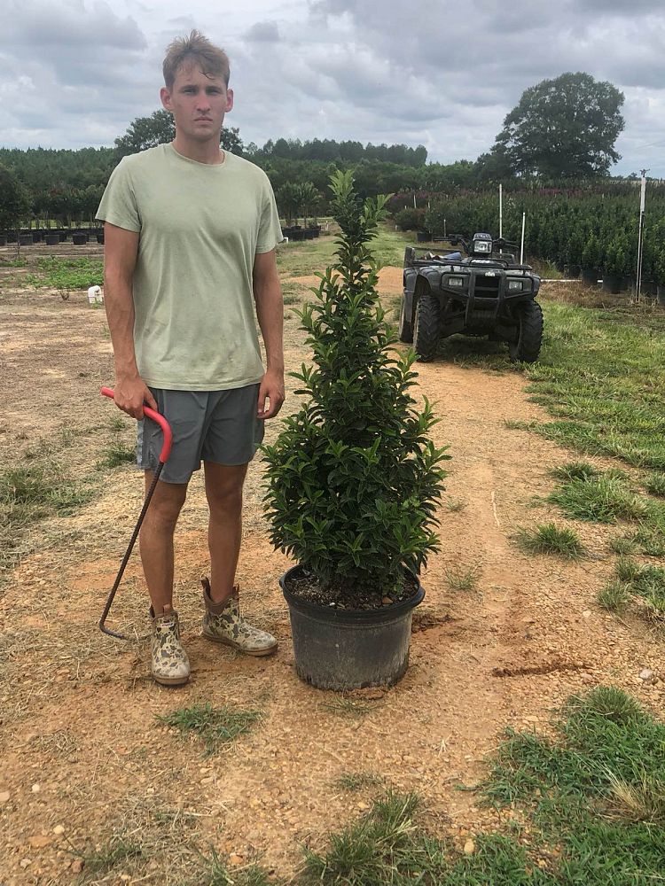 ilex-x-en-7-ppaf-crown-point-holly