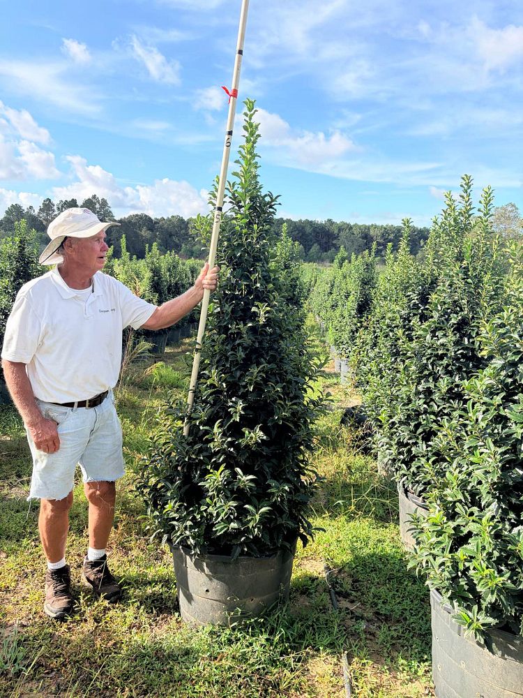 ilex-x-en-7-ppaf-crown-point-holly