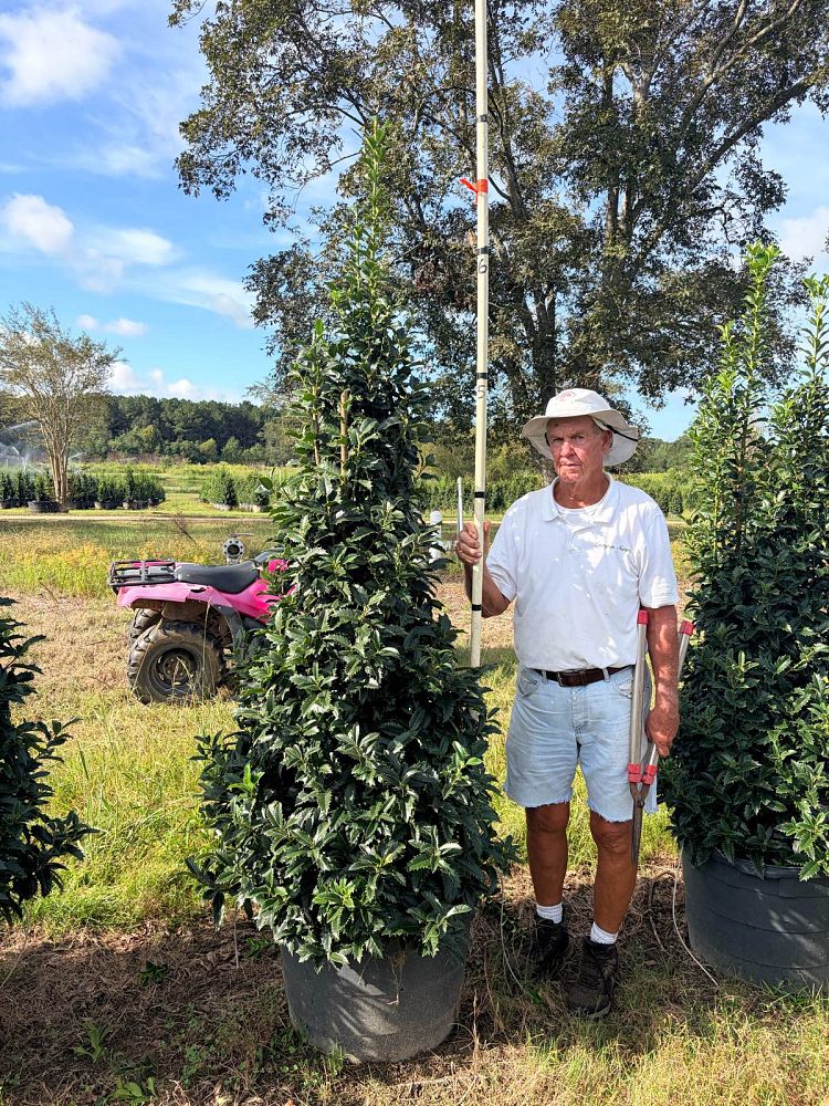 ilex-x-en-7-ppaf-crown-point-holly